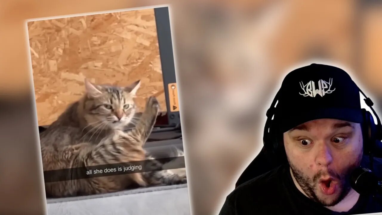 That's A BIG Doggo | Reacting To Funny Animal Videos