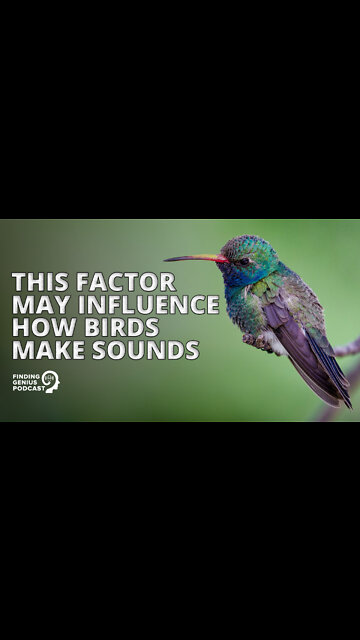 This Factor May Influence How Birds Make Sounds #shorts