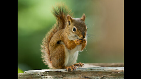 Squirrel is eating 2021 It is funny