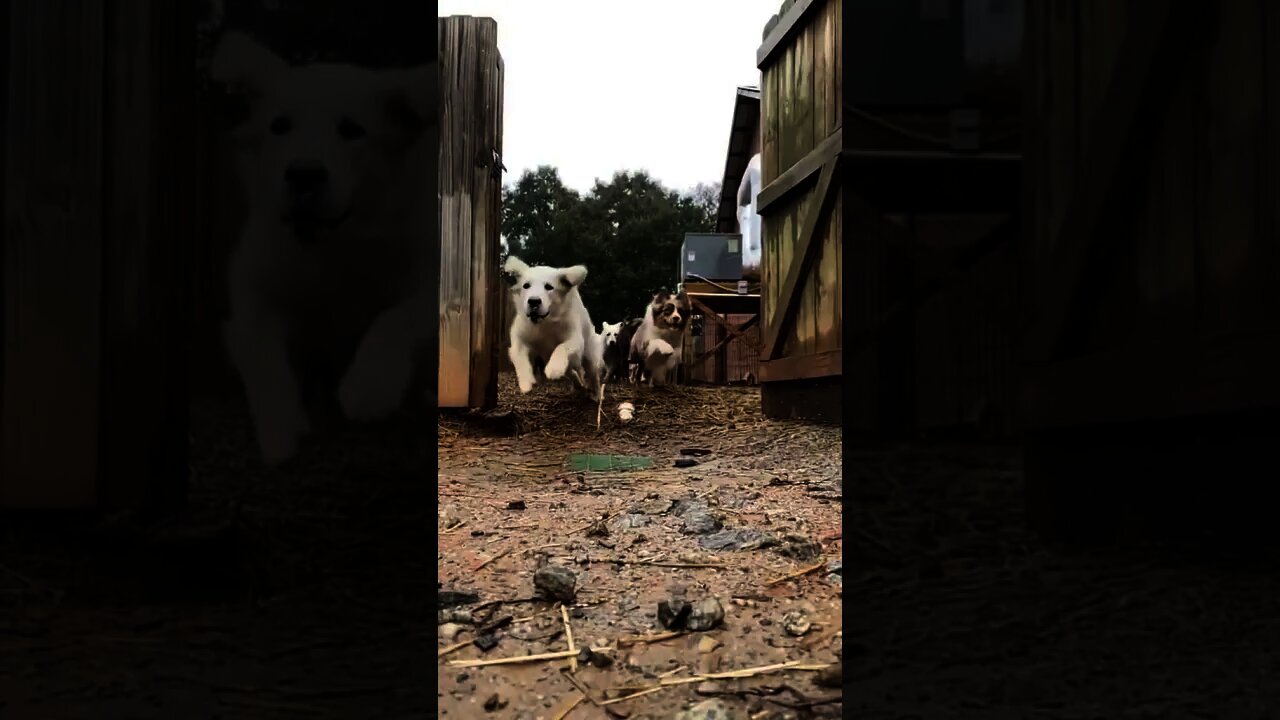 Só eu que fiquei calmo com esse vídeo? 🐈comenta e compartilha