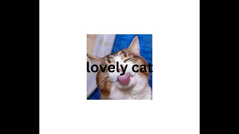 lovely cat