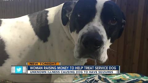 Tampa woman fundraising for her sick service dog suffering from seizures