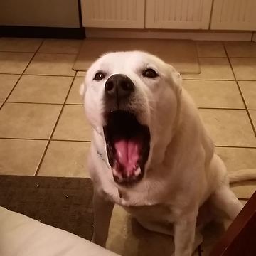 Talking Dog Engages In Hilarious Conversation