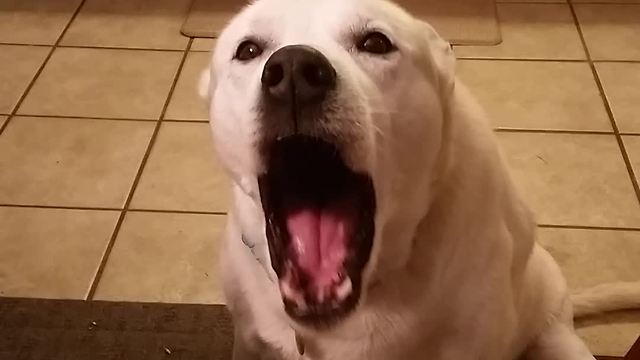 Talking Dog Engages In Hilarious Conversation