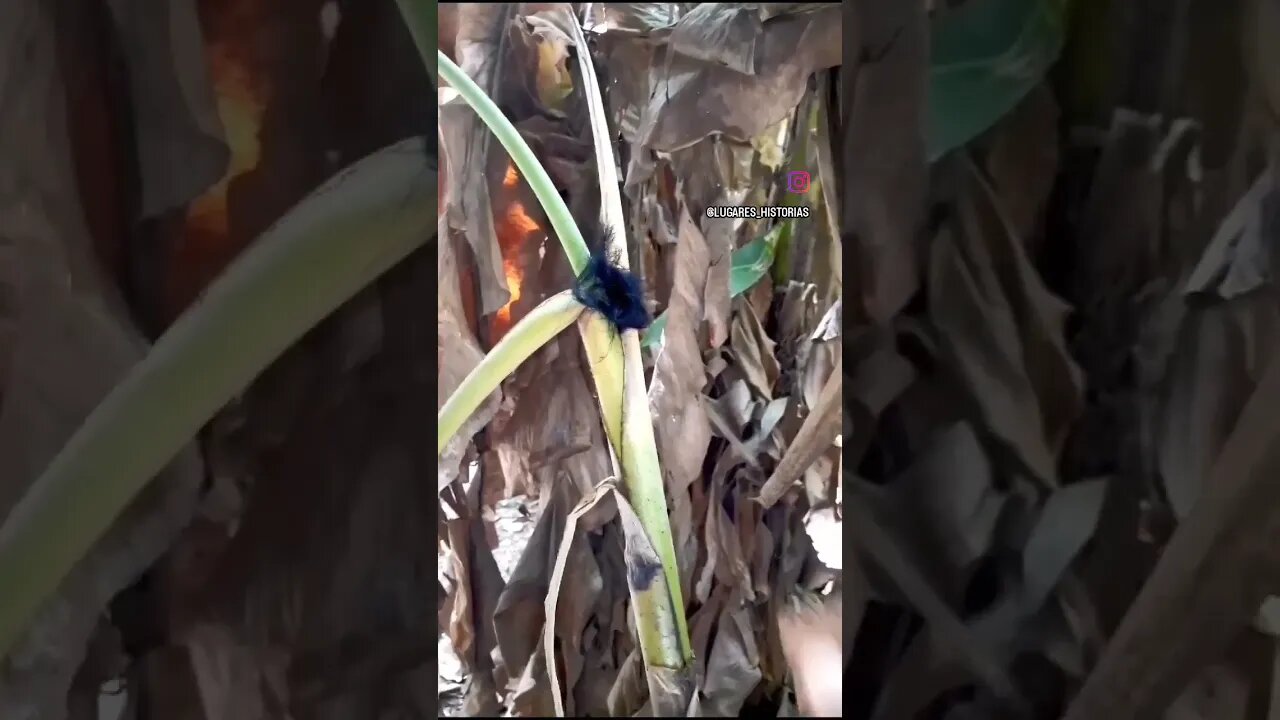 superstição do cabelo