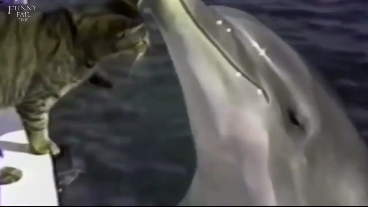 AMAZING DOLPHINS VIDEOS - FUNNY DOLPHINS COMPILATION