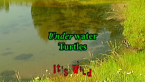 Underwater Turtles