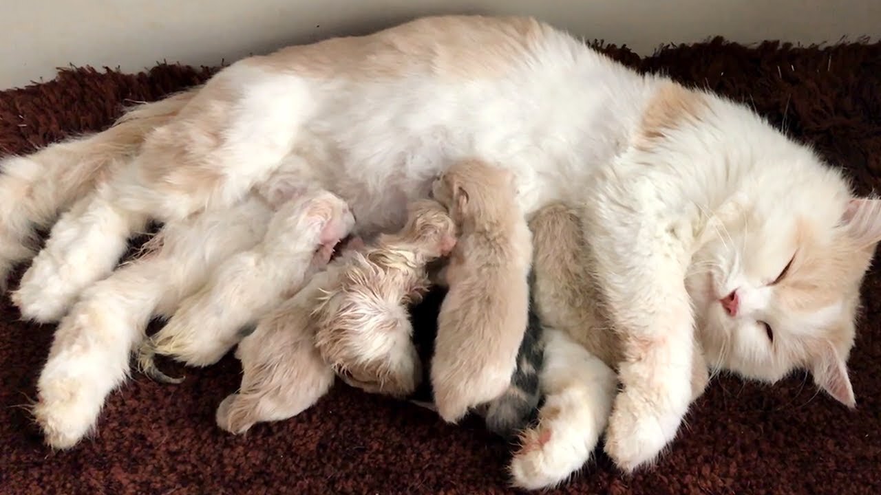 Cat Giving Birth: Cat Gives Birth To 6 Kittens