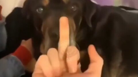 Dog Reaction Middle Finger | Dog Reaction Shorts | Funny Dog Shorts