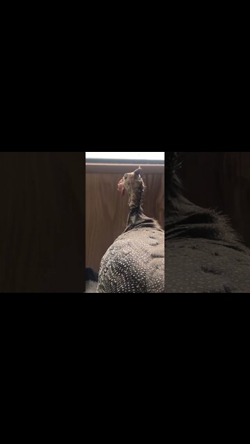 Jerry the guinea fowl after hurting his toe