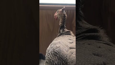 Jerry the guinea fowl after hurting his toe