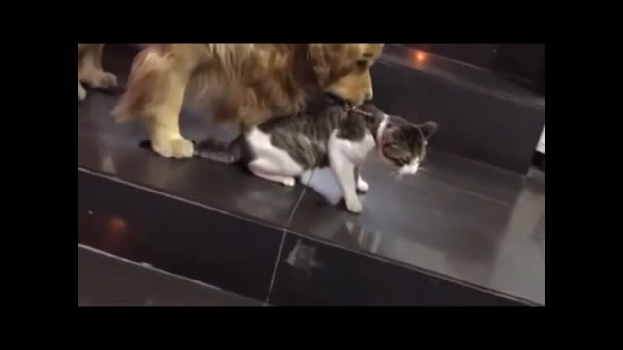 Golden retriever drags cat out a fight