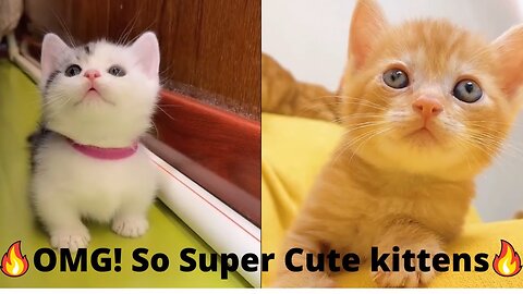 Super Funny Cats