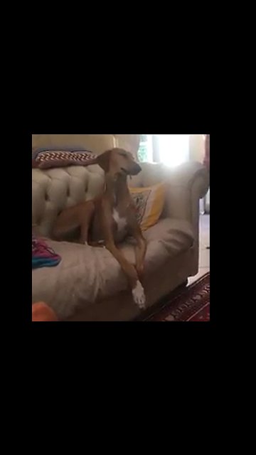 Dog Fall Asleep While Watching Sport