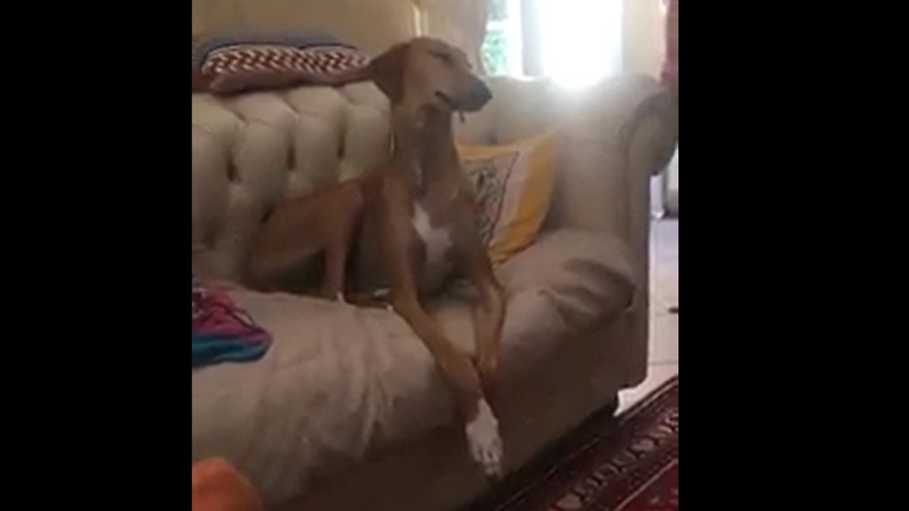 Dog Fall Asleep While Watching Sport