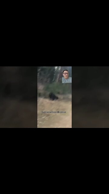 Black bears don't stand a chance against Grizzlys