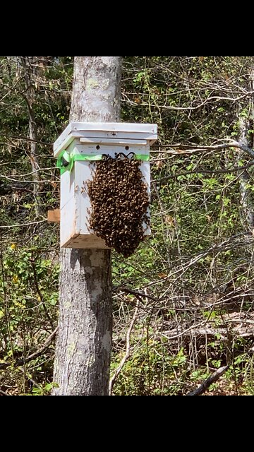 2nd Swarm of the Season Has Picked their New Real Estate! 🤷‍♀️😊