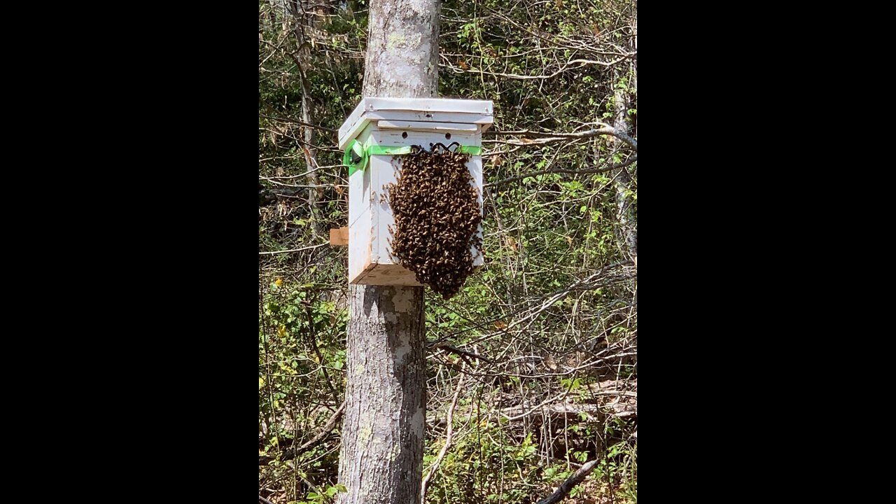 2nd Swarm of the Season Has Picked their New Real Estate! 🤷‍♀️😊