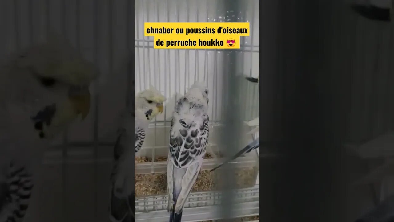 chnaber ou poussins d'oiseaux de perruche houkko