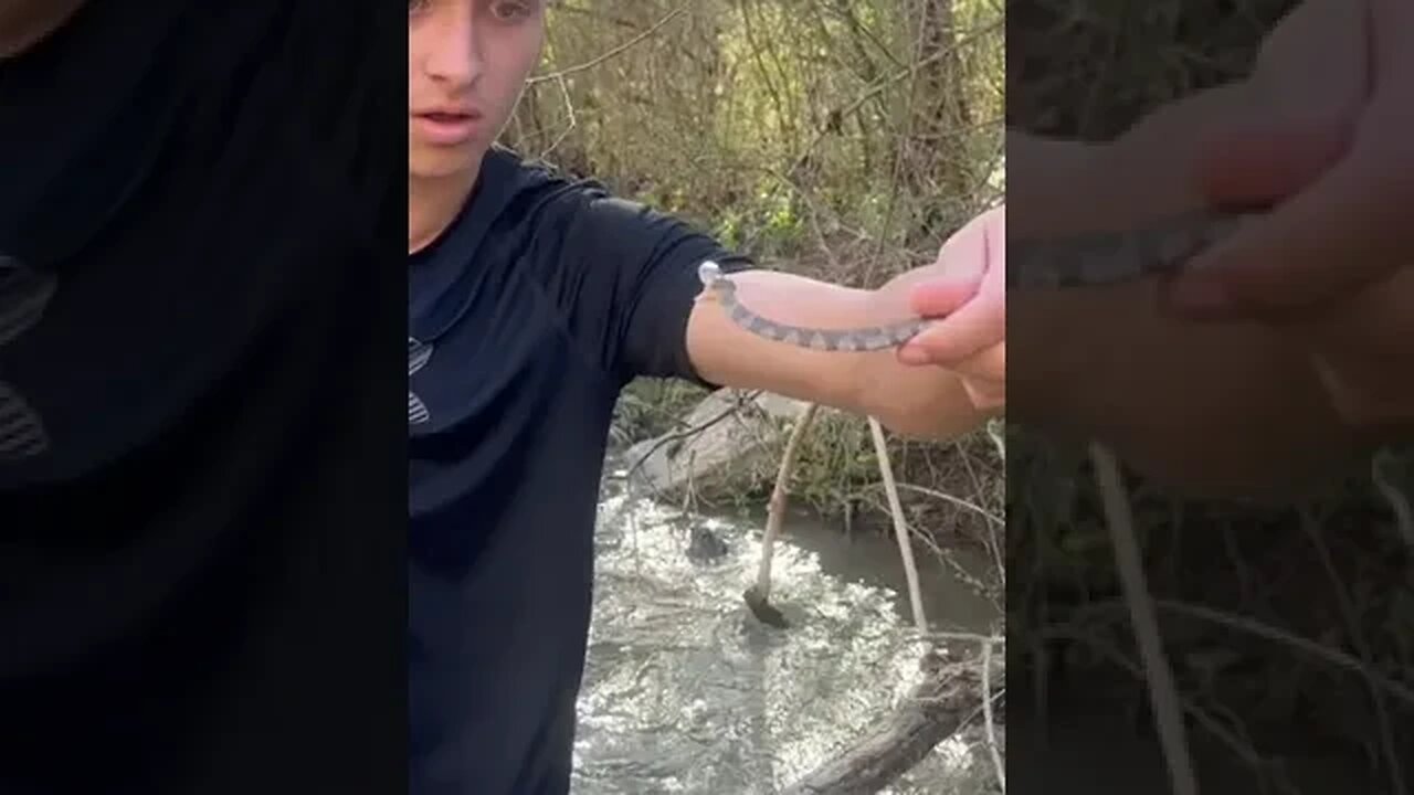 Insane Watersnake catch! #herping #shorts