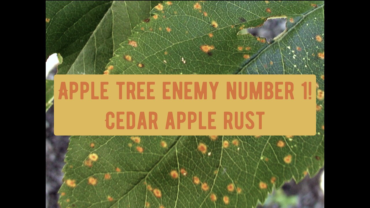 Cedar Apple rust