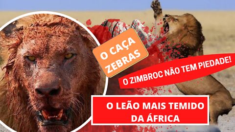 O vídeo mais incrível que vc vai ver hoje! O leão mais temido da África do Sul