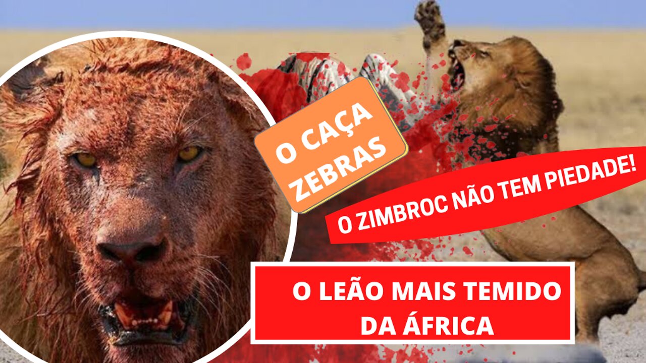 O vídeo mais incrível que vc vai ver hoje! O leão mais temido da África do Sul