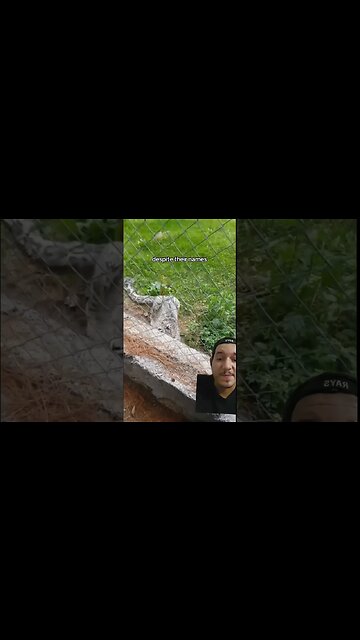 Snow leopards take little fall damage