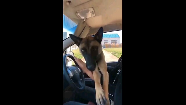 Try not to laugh challenge #animals #funny