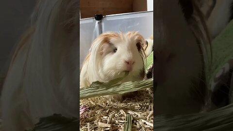 Guinea pig Fergus is not having it