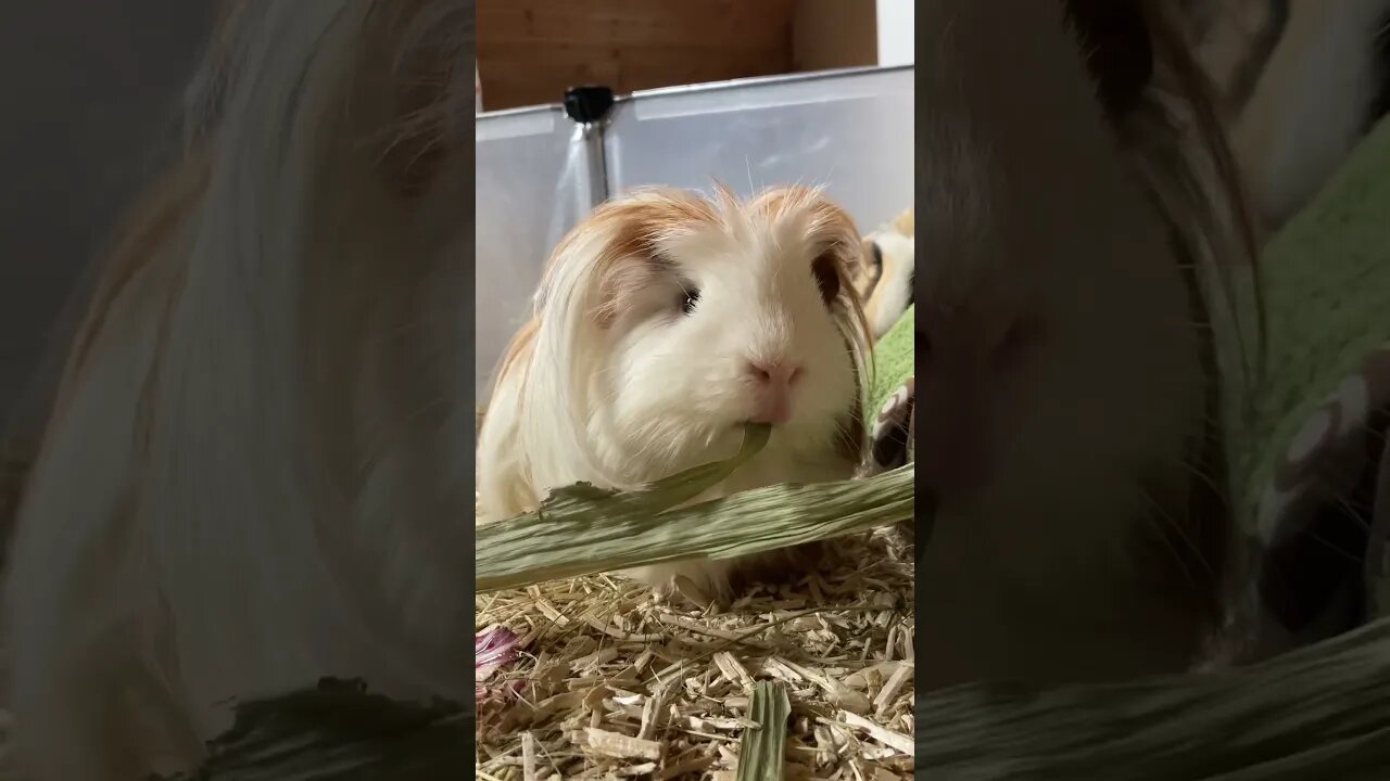 Guinea pig Fergus is not having it