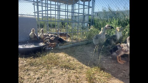 Wading Ducklings