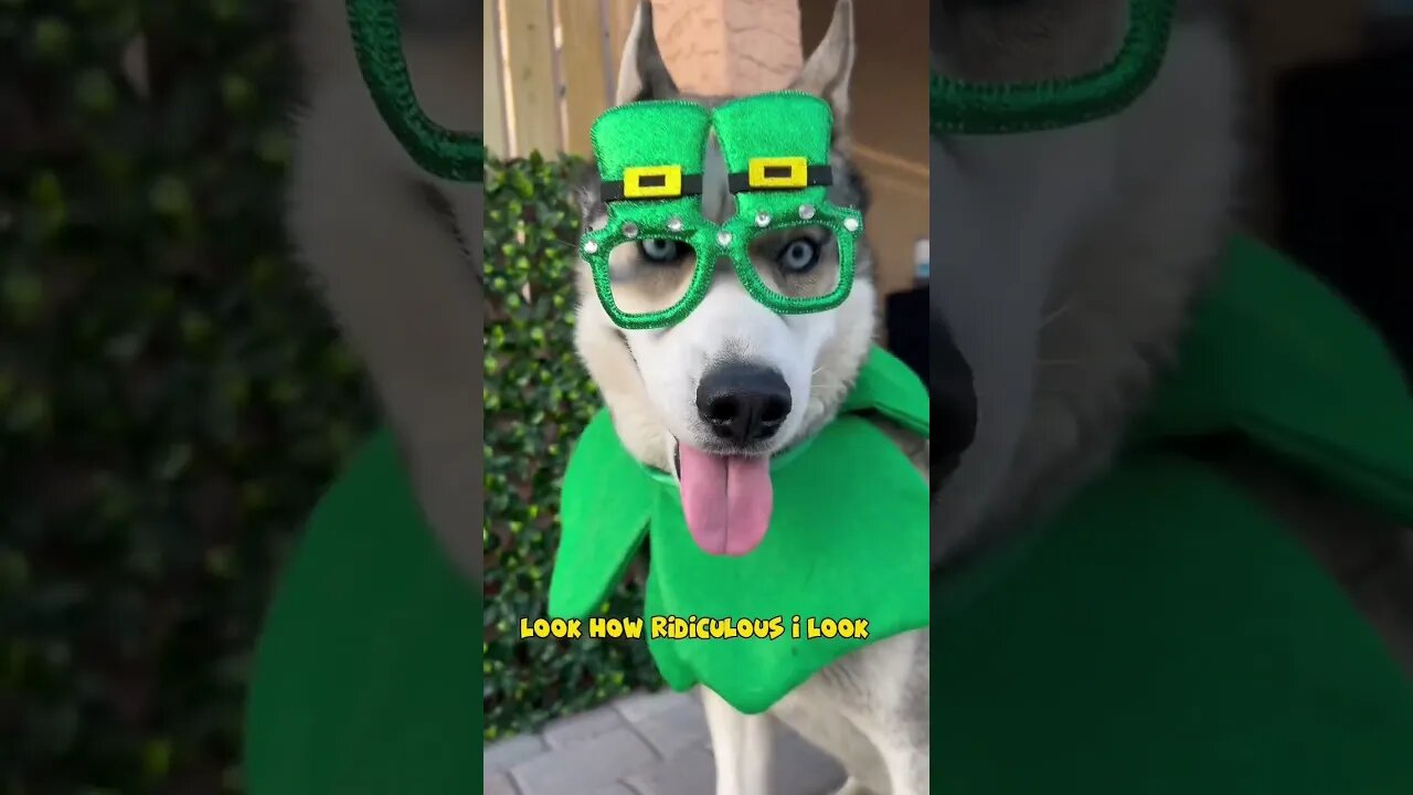 Husky in silly St Patrick costume #cutedogs #dogs #husky #funnydogs #funnyhuskyvideo #huskytalking