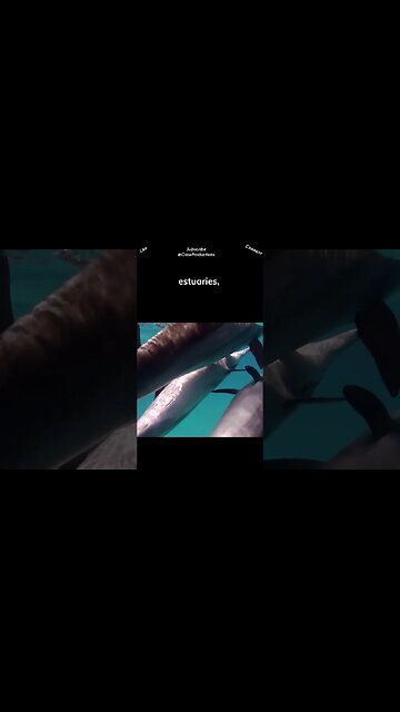 Dolphins are highly adaptable creatures and can be found in a wide range of aquatic environments