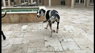 Speedy Great Dane Needs To Work On His Stopping Skills