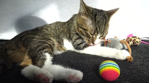 Kitten Sits among His Toys