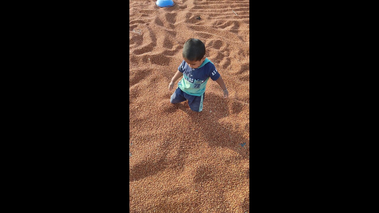 cute boy playing in redgram
