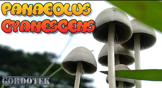 Panaeolus Cyanescens: Crown Jewel of Mushrooms