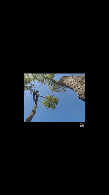 Climbing and Rigging, Real Tree Work