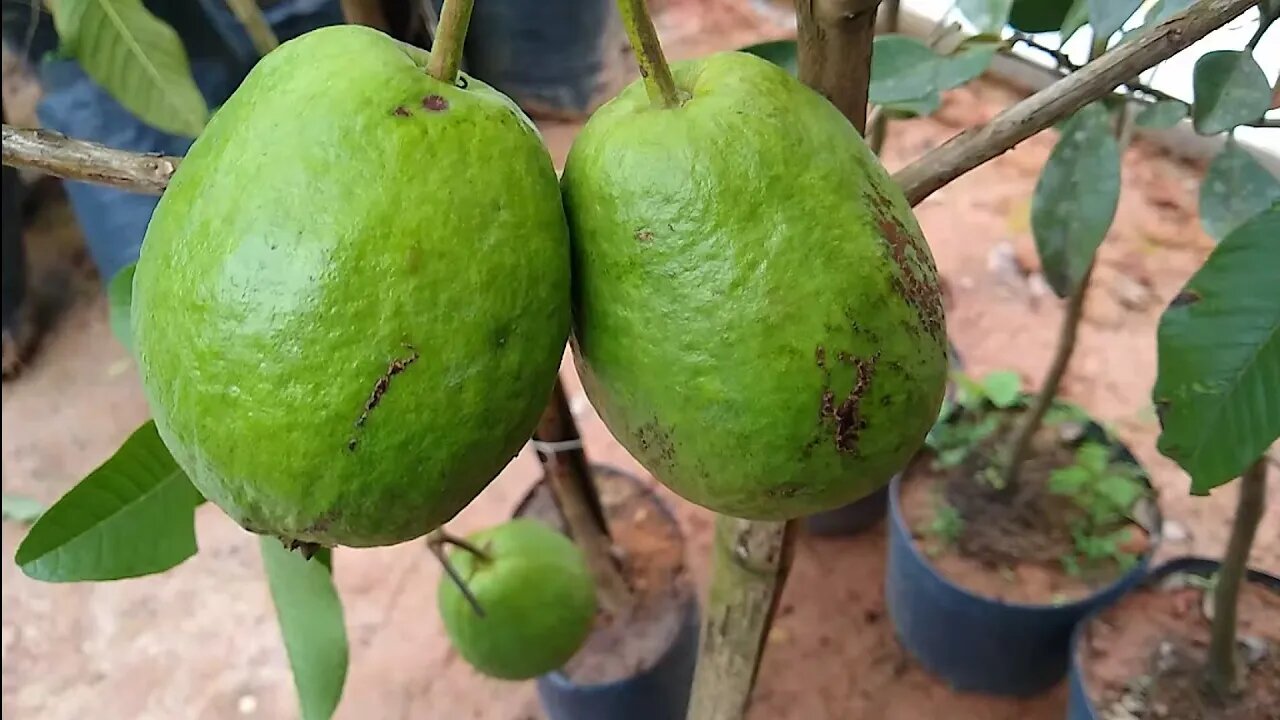 frutíferas produzindo em vaso cupuaçu limão uva jabuticaba laranja seleta Rugosa laranja melancia...