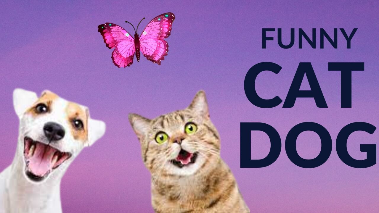 Funny Cats and Dogs Videos