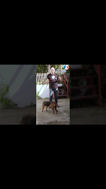 Top Training Tip For A Reactive Dog #dogtraining #sarodogtraining #dogcoach