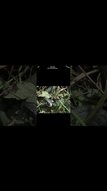 Most of the world's snakes nearly two thirds are non venomous #reptiles #snakes #shorts