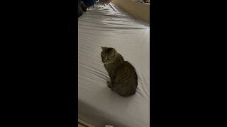 Dexter helps his dad make the bed