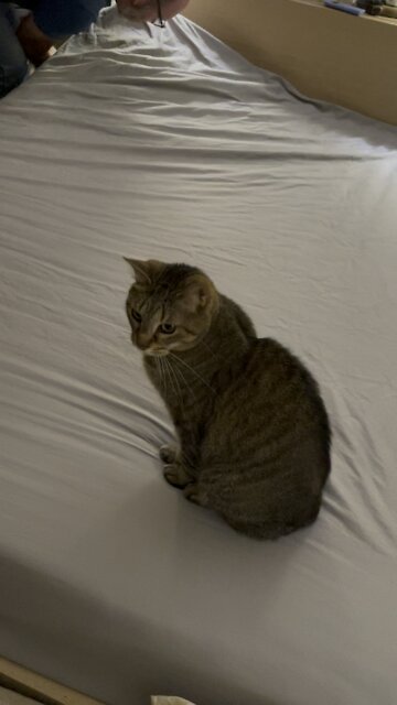 Dexter helps his dad make the bed
