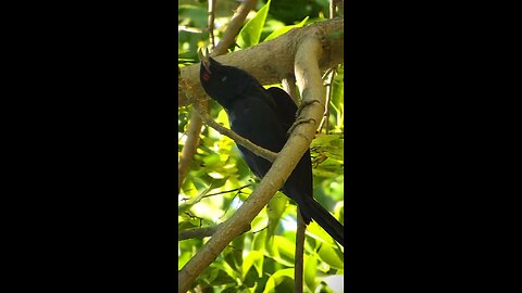 Most Melodious Bird