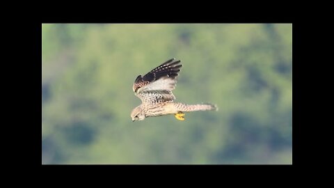 Common Kestrel hovering in the sky 🦅