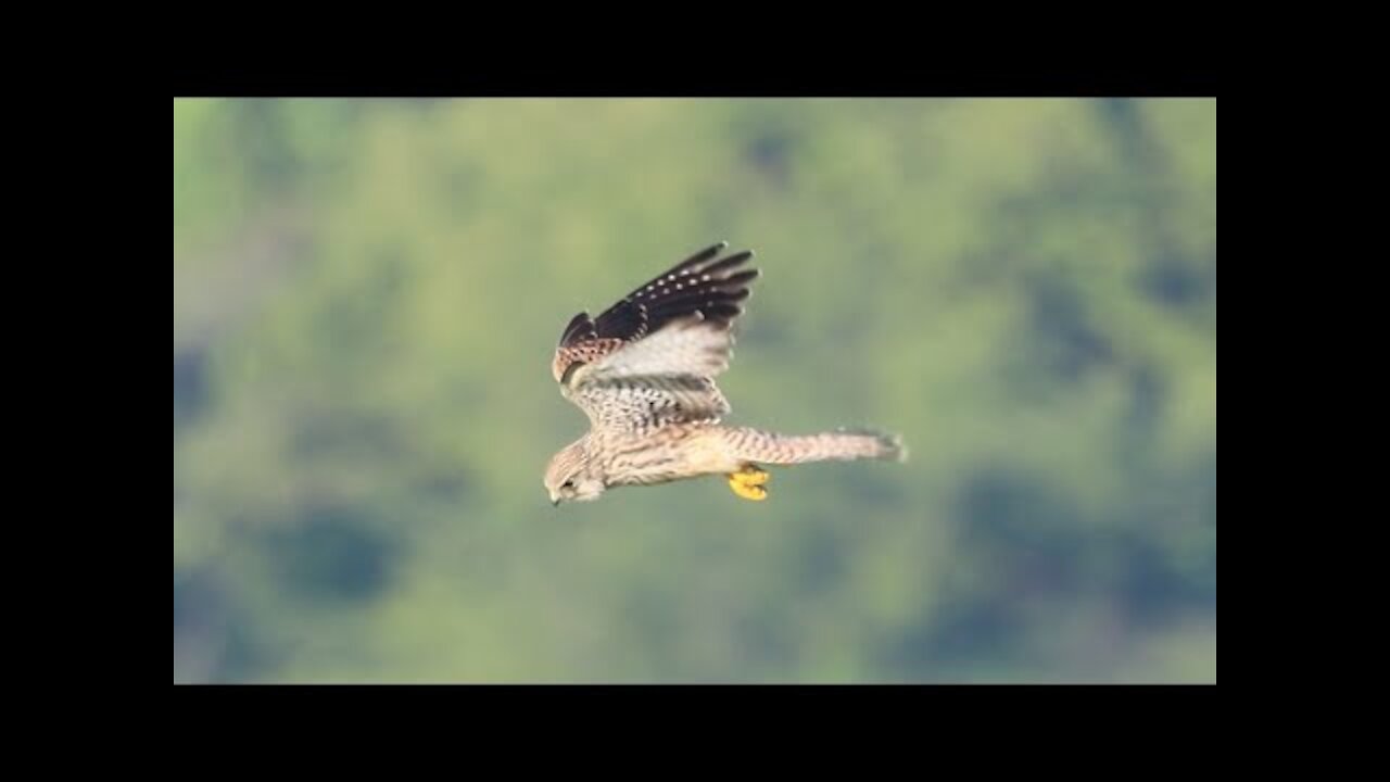 Common Kestrel hovering in the sky 🦅