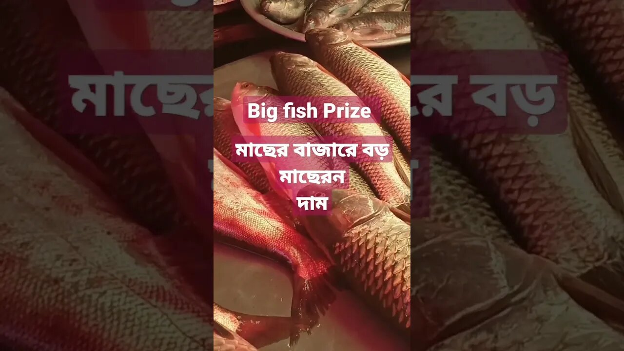 মাছের বাজারে বড় মাছ দাম করা হল,,,big fish how to Prize