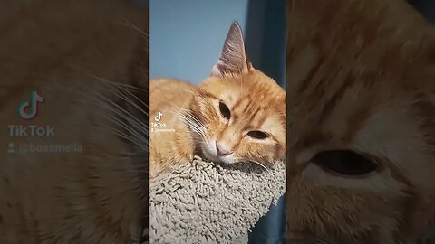 Look at this Cat